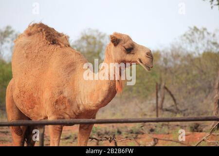 Wildes Kamel in Sandfire, Western Australia Stockfoto