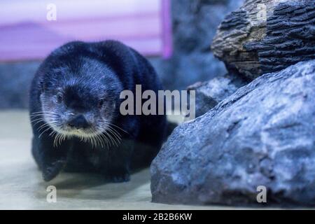 Alaskan Sea Otter Ozzy in seinem neuen Zuhause im National SEA LIFE Center in Birmingham. Der Fischotter wurde Anfang dieses Jahres nach Großbritannien gebracht, nachdem er von Mitarbeitern im Alaska Sealife Center in Seward gerettet und gepflegt wurde. Stockfoto