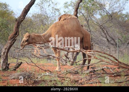 Wildes Kamel in Sandfire, Western Australia Stockfoto