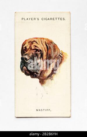 Die Zigarettenkarte des Spielers in Der Serie Dogs zeigt Mastiff. Herausgegeben 1929. Stockfoto