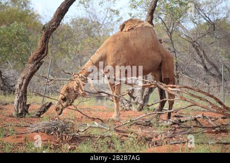 Wildes Kamel in Sandfire, Western Australia Stockfoto