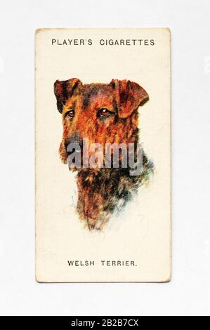 Die Zigarettenkarte des Spielers in Der Serie Dogs zeigt Welsh Terrier. Herausgegeben 1929. Stockfoto