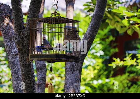 Dekorativer Gefechtsler im Käfig, der auf einem Baum im Garten montiert ist. Stockfoto