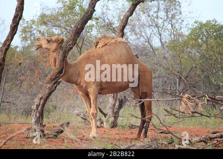 Wildes Kamel in Sandfire, Western Australia Stockfoto