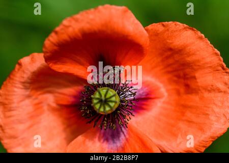 Australische Native Bee sammelt Pollen aus einem blühenden roten Mohn Stockfoto