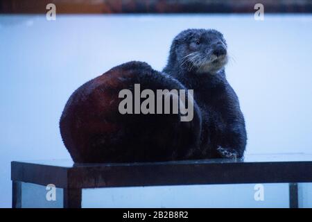 Alaskan Sea Otter Ozzy in seinem neuen Zuhause im National SEA LIFE Center in Birmingham. Der Fischotter wurde Anfang dieses Jahres nach Großbritannien gebracht, nachdem er von Mitarbeitern im Alaska Sealife Center in Seward gerettet und gepflegt wurde. PA Foto. Bilddatum: Montag, 2. März 2020. Siehe PA Story ANIMALS Otters. Der Lichtbildkredit sollte lauten: Jacob King/PA Wire Stockfoto