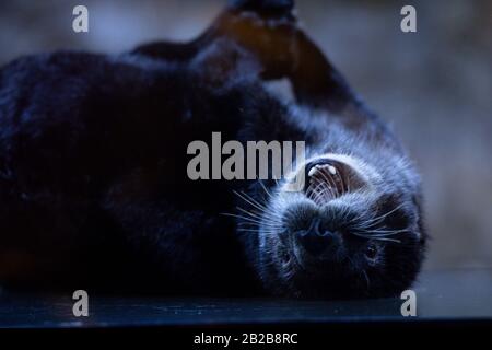 Alaskan Sea Otter Ozzy in seinem neuen Zuhause im National SEA LIFE Center in Birmingham. Der Fischotter wurde Anfang dieses Jahres nach Großbritannien gebracht, nachdem er von Mitarbeitern im Alaska Sealife Center in Seward gerettet und gepflegt wurde. PA Foto. Bilddatum: Montag, 2. März 2020. Siehe PA Story ANIMALS Otters. Der Lichtbildkredit sollte lauten: Jacob King/PA Wire Stockfoto