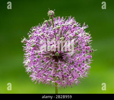Schöne riesige Lila allium Blume Stockfoto