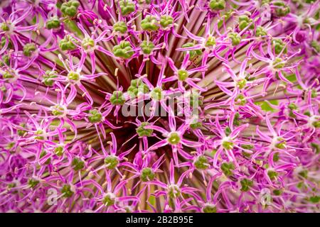 Schöne riesige Lila allium Blume Stockfoto