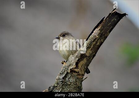 Gemeinsames Chiffchaff-Verderben auf einem Zweig am Rande des Undurchdringlichen Regenwaldes von Bwindi im Distrikt Kanungu im Westen von Uganda. Stockfoto