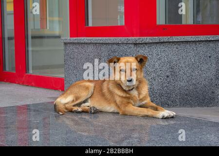 Obdachloser roter Hund liegt auf dem Straßenbelag vor dem Gebäude Stockfoto