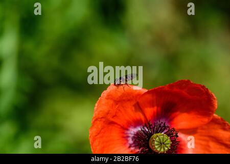 Australische Native Bee sammelt Pollen aus einem blühenden roten Mohn Stockfoto
