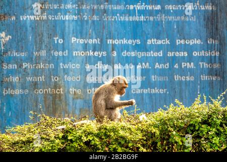 Krabbenfressende Makaken (Macaca fascicularis) essen in den ausgewiesenen Futtergebieten in der Nähe von San Phrakan, Lopburi, Thailand Stockfoto