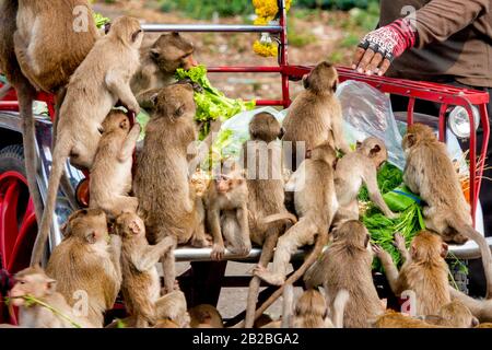 Krabbenfressende Makaken (Macaca fascicularis) essen in den ausgewiesenen Futtergebieten in der Nähe von San Phrakan, Lopburi, Thailand Stockfoto