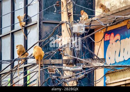 Krabbenfressende Makaken (Macaca fascicularis) an einem Versorgungspol in Lopburi, Thailand Stockfoto