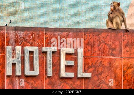 Krabbenfresser Makaque (Macaca fascicularis) an einem Hotelschild in Lopburi, Thailand Stockfoto