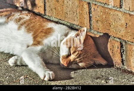 Eine streunende Katze lascht auf einer Veranda in der warmen Nachmittagsonne in Charleston South Carolina in den Vereinigten Staaten, wo Tierunterkünfte voller Felinen sind. Stockfoto