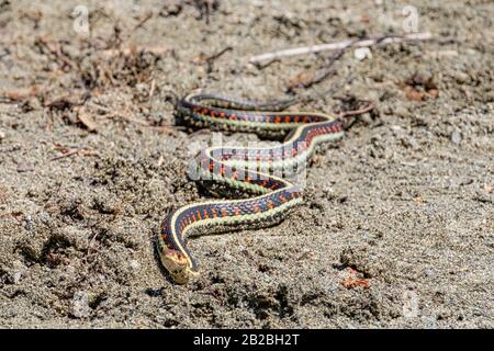 Eine gestreifte Schlange am Strand, Sproat Lake Provincial Park, Vancouver Island, Kanada. Stockfoto