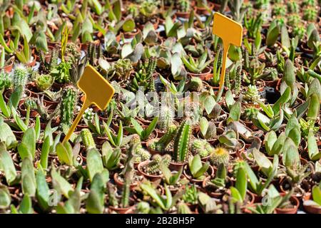 Verschiedene Arten Von Wundervollen Saftigen Kakteen Zum Verkauf Auf Dem Markt Stockfoto