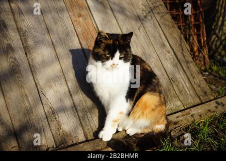 Die dreifarbige maneki-neko-Katze lädt in einem sonnigen Garten in der Nähe von Holzbrett zum Entspannen ein Stockfoto