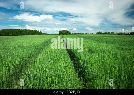 Spuren von Rädern in grünem Kornfeld, Horizont und Himmel Stockfoto