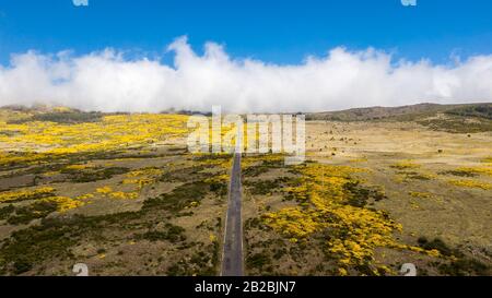 Luftdrone Blick auf die gerade Straße in 'Paul da Serra', Insel Madeira, Portugal Stockfoto