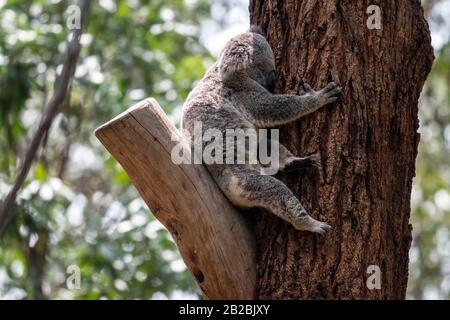 Koala thront im Currumbin Wildschutzgebiet auf dem Baum Stockfoto