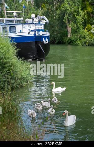 Schwänke- und Bargenfamilie auf der seine in Posen (Normandie, Nordfrankreich) Stockfoto