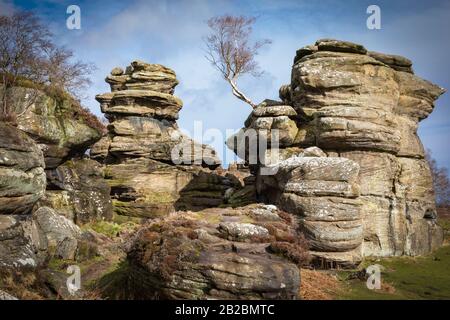 Baum, Rocky Landscape, Brimham Rocks, Nidderdale, North Yorkshire Stockfoto