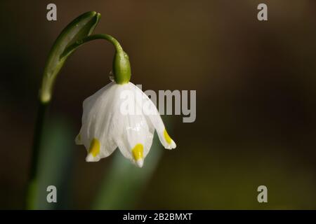 Frühlings-Schneeflochblütenpflanze, Leucojum vernum im Makro-Nahbereich mit morgendlichen Taupunktfällen. Platz für Text und Design kopieren. Stockfoto