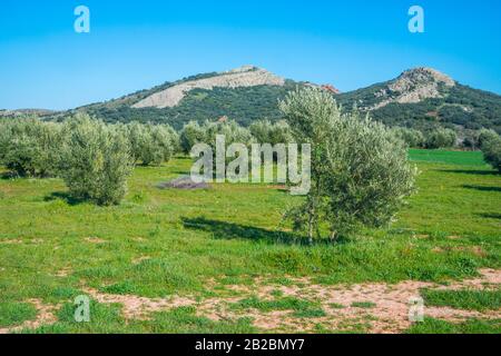 Olivenhain. Villanueva de la Fuente, Provinz Ciudad Real, Castilla La Mancha, Spanien. Stockfoto