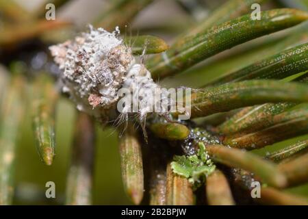 Müllkäfer, grüne Schnürlarven Neuroptera Chrysopidae, zwischen grünen Kiefernnadeln Stockfoto