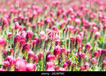 Blühender Karmson-Klee. Rosa blüht in einem schönen Frühlings-Feld. Trifolium incarnatum. Romantischer Blumenhintergrund aus verschwommenem rotem Baumschil mit Bokeh. Stockfoto