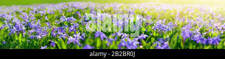 Blaue Schüttelfrost: Violette Frühlingsblumen auf einer Wiese mit warmen Sonnenstrahlen, extra breites Panoramaformat Stockfoto