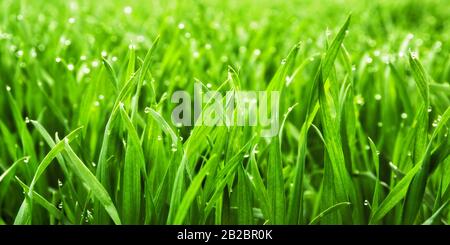 Nahaufnahme von üppigem, unbeschnittenen grünen Gras mit Tropfen Tau in weichem Morgenlicht Stockfoto
