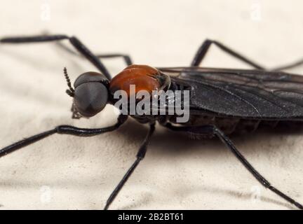 Makrofotografie von Lovebug on The Floor Stockfoto