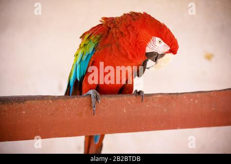 Macaw Red, Santarém, Pará, Brasilien Stockfoto