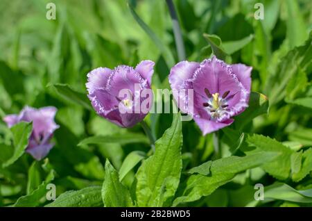 Frühlingsanzeige von Tulpen Tulipa "Cummins" aus violettem und weißem Rost in der Ukraine Stockfoto