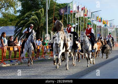 Die Parade der Gespanne und die Stiere in den Straßen während der festas do Barrete Verde e das Salinas, Provinz Alcochete, Setubal, Portugal Stockfoto