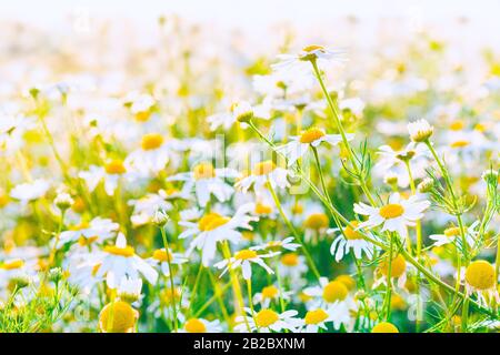 Kamille Feldblumen Blick auf den Sonnenuntergang. Kamillenwiesenblüten schließen sich an. Blick auf die Kamillenblüten. Kamillenwiese blüht Sonnenuntergangsszene Stockfoto