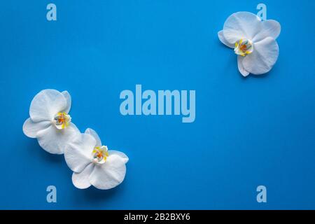 Orchideenblumen in trendiger blauer Farbe im Hintergrund des Jahres 2020. Draufsicht. Hintergrund mit Platz für Text, Verkauf, Design, Damen Tag, Urlaub Stockfoto