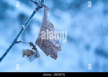 Braun alte Eiche Blatt mit Raureif und Eiskristalle an einem winterlichen morgen Makro abgedeckt. Konzept der Beginn des Winters, bei kaltem Wetter. Winter, Weihnachten, Stockfoto