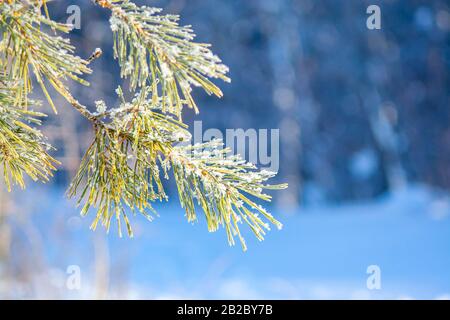 Grünen Tannenzweigen mit Schnee während der Schneefälle in den Strahlen der Sonne an einem sonnigen Wintertag. Foto für Karten, neues Jahr und Weihnachten. Bunte Stockfoto