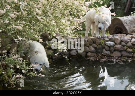 Tatra Shepherd Dog vier Monate alte Welpen im Hausgarten. Stockfoto