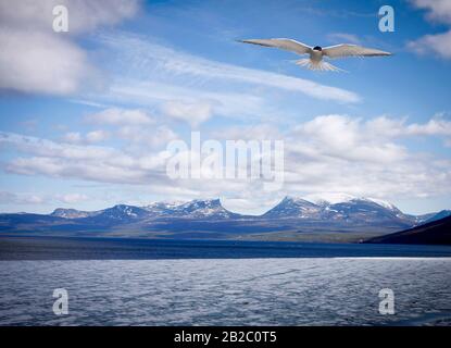 Blick auf einen See beim Eisschmelzen, Spätfrühling. Schnee auf dem Berg. Gemeinsames tern, Sterna im Flug. Stockfoto