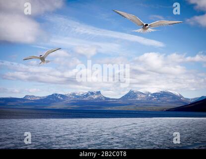 Blick auf einen See beim Eisschmelzen, Spätfrühling. Schnee auf dem Berg. Gemeinsames tern, Sterna im Flug. Stockfoto