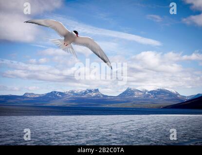 Blick auf einen See beim Eisschmelzen, Spätfrühling. Schnee auf dem Berg. Gemeinsames tern, Sterna im Flug. Stockfoto