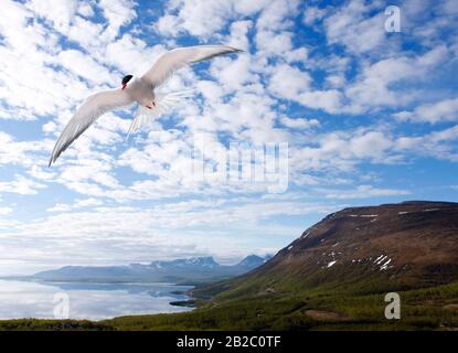 Blick auf See und Berge im späten Frühjahr. Schnee auf dem Berg. Gemeinsames tern, Sterna im Flug. Stockfoto