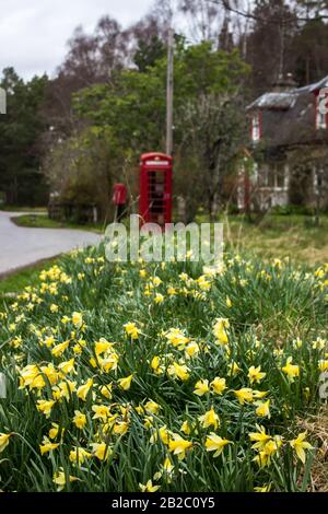 Eine große Menge von Daffodils, mit einer berühmten britischen roten Telefonbox im Hintergrund, in der Nähe von Kingussie in den schottischen Highlands Stockfoto