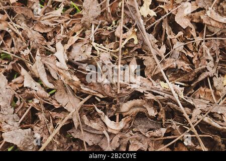 Der Winter bringt diese Blätter auf den Boden und schafft einen interessanten Hintergrund mit verschiedenen Brauntönen Stockfoto